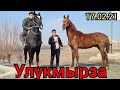 САТЫЛДЫ Тайсон УЛУКмырзада ТОП  КЕСЕР АТ🔥 ТУРНА МОЮН ТАЙ