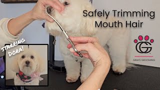 Safely Trimming Mouth Hair (including pesky hair getting in the mouth!) #dogcare #dogcaretips