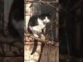 CATS 🐈😺💖КОТИКИ #cat #catlover#catshorts#funnypets #cute#animals #кот #милыекотики# животные#питомцы#