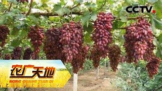 《农广天地》 20180420 美人指葡萄种植技术 | CCTV农业