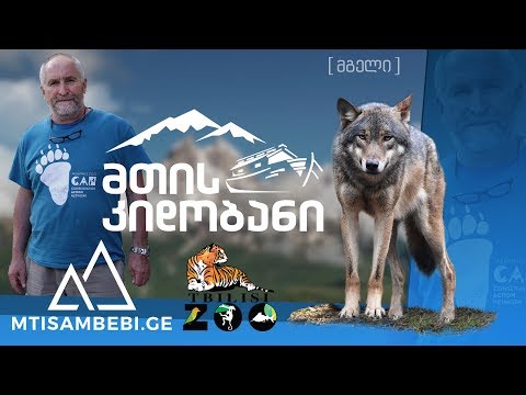 ვიდეო: მგლები: მგლების ტიპები, აღწერა, ხასიათი, ჰაბიტატი