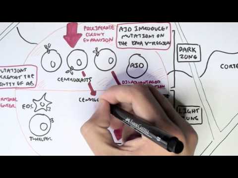 Immunology - Adaptive Immunity (B cell Activation, Hypermutation and Class Switching Overview)