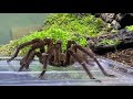 Theraphosa stermi rehouse and care