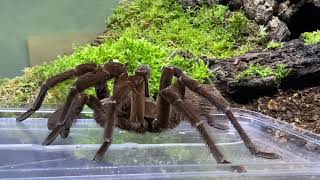Theraphosa stermi rehouse and care