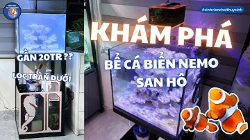 Bể cá biển nuôi Nemo, san hô MỚI NHẤT của Sinh Viên Chơi Sinh Viên (Giai đoạn cycle)