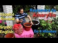 Como PLANTAR los BULBOS de AMARYLLIS en 4 idiomas: ESPAÑOL | ROMÂNĂ | SRPSKI | ENGLISH