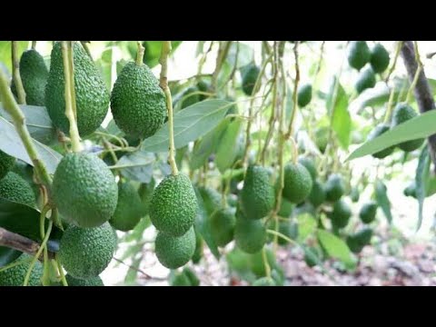 Avokado Hangi Mevsimde Yetişir? - YouTube