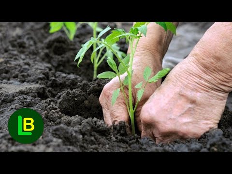 Video: Kako koristiti izmet prepelice: savjeti i trikovi