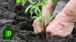 These are IMPORTANT TIPS FOR GROWING TOMATOES outdoors