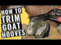 How to trim goat hooves