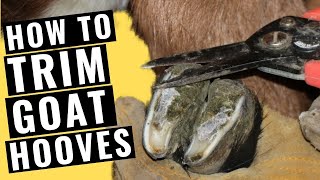 How to Trim Goat Hooves
