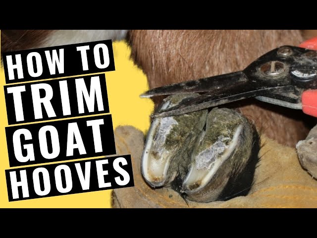 How to Trim Goat Hooves class=