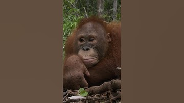 Chubby Monkey Keeps Falling Out Of Trees #monkey #orangutan