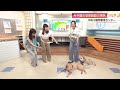 「さかがみ家」桑原みずきさんが愛犬2匹と生出演！あす開催のイベントや保護施設の現状語る【高知】 (26/05/22 19:24)