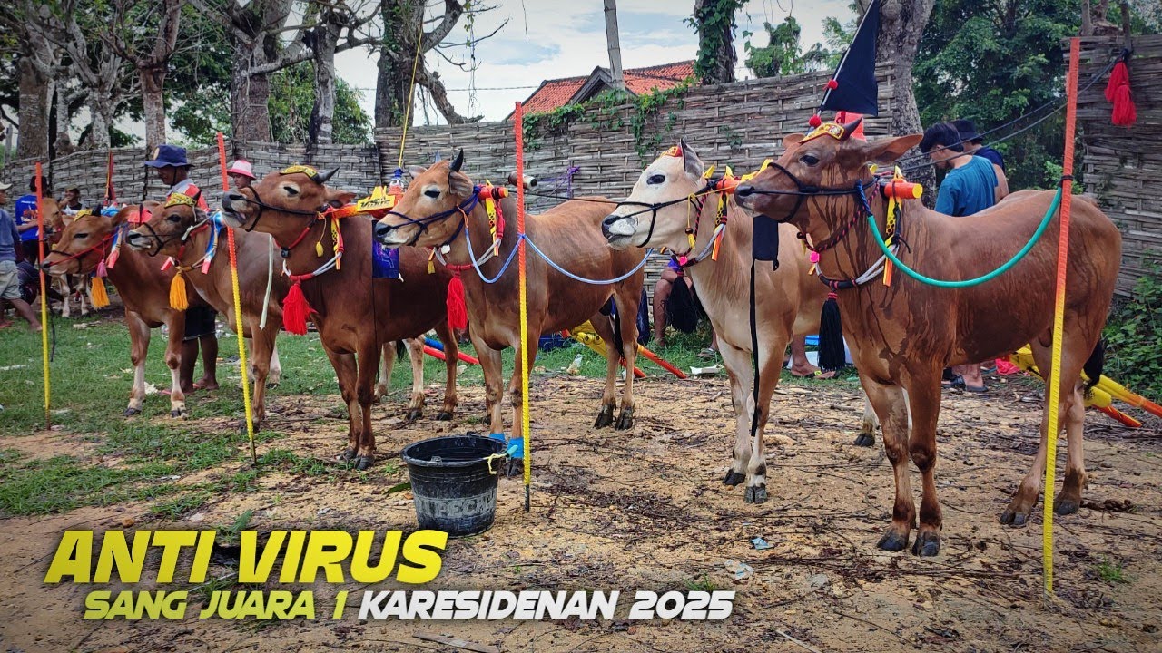 Sang Juara 1 Piala Presiden 2025 sapi Anti Virus uji kecepatan di Lap Priok Ketapang