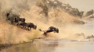 Meet the Wildebeest!  Fun Facts for Kids