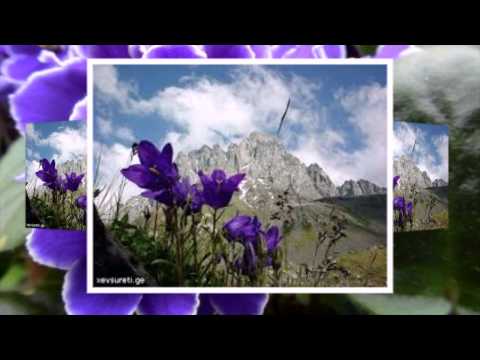 დამჭკნარი იები\" \"ამ სიმღერას სიყვარული ქვია\"