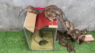 Rat Trap Water 10 Mice In Trapped 1 Hour Mouse Rat Trap How To Make Rat Trap ???