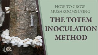 Growing Mushrooms with the Totem Method