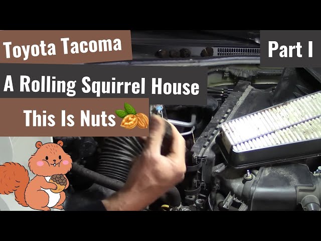 Squirrel vs Toyota Tacoma - Part I class=