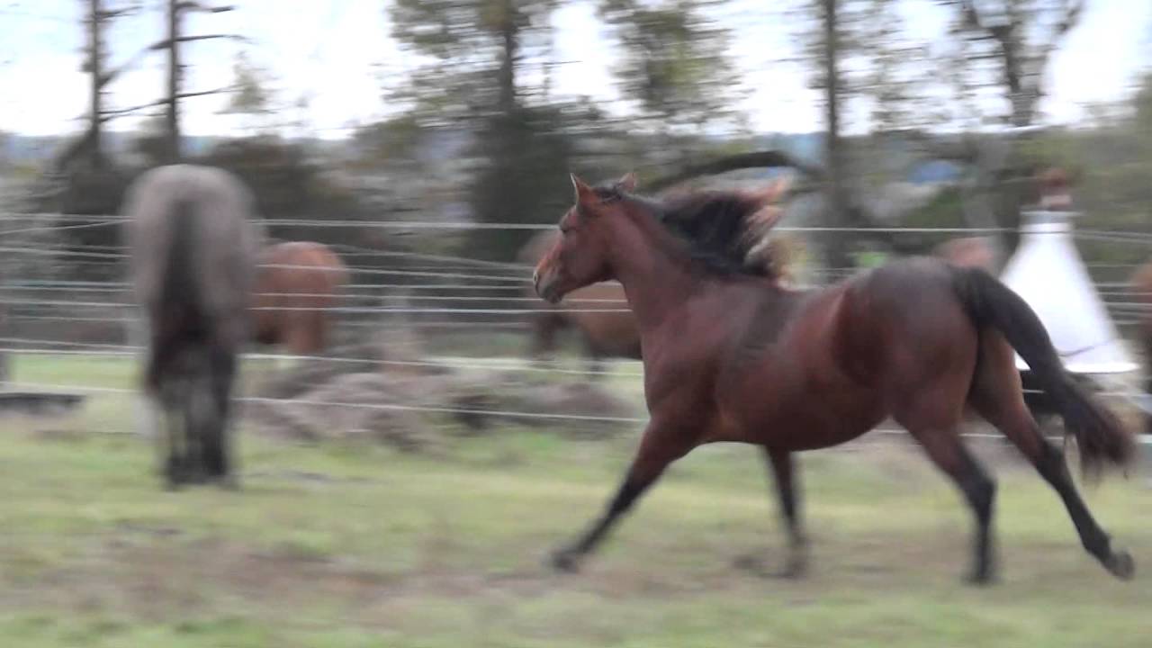 Hengstherde auf dem Elfenhof Oktober 2016
