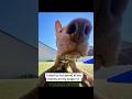 Who struggles too? #relatable #puppy #puppyvideos #lol #funnyvideos