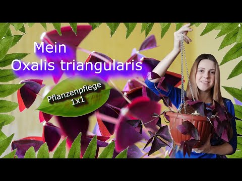 Video: Oxalis (62 Fotos): Beschreibung Von Oxalis, Knollen Und Anderen Arten. Ist Es Möglich, Eine Blume Im Winter Zu Verpflanzen? Wie Sieht Die Pflanze Aus? Sein Verhältnis Zu Wind Und L