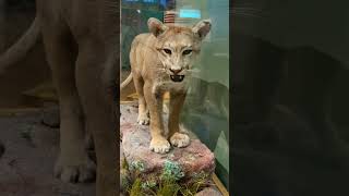 Wild animals in the Museum, CA, USA