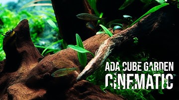 ADA Cube Garden | 4K Cinematic