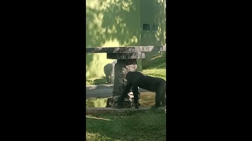 Gorilla walking and eating || Gorilla walking animation reference