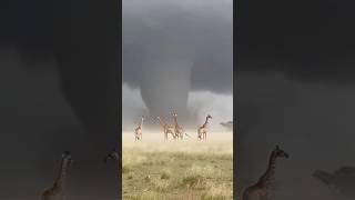 No Shelter for Giraffes During Severe Weather