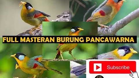 Full masteran burung pancawarna - Dijamin cepat termaster burung kesayangan kicaumania
