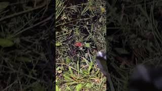 We Do Not Tolerate 8 Legged Guests Here