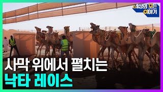 사막 위에서 펼치는 사우디아라비아 낙타 레이스ㅣ세모이 [62회] / YTN2 screenshot 4