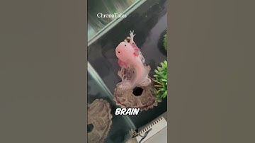 Animals That Can Heal Themselves Like Superheroes! #animal #animalfacts #wildlife #shorts #facts