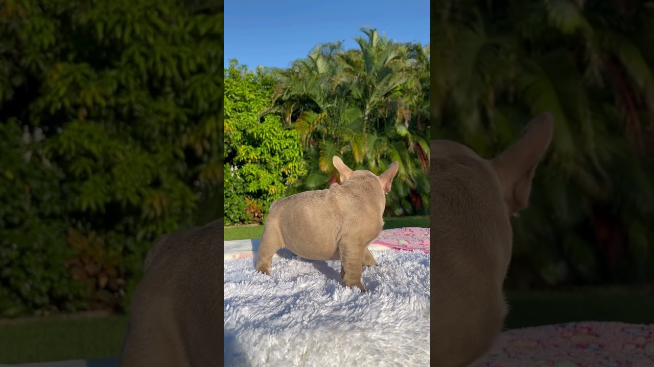 Isabella Frenchie female