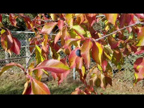 Video: Apakah viburnum daun maple dapat dimakan?