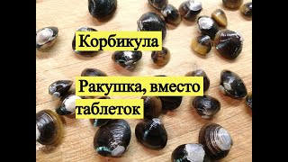 картинка: Корбикула. Ракушка вместо таблеток