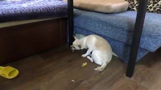 Собака съела кошку... Собака съела кошку...