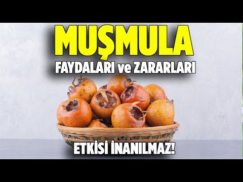 Muşmula Nedir Faydaları Ve Zararları - Pratik Bilgi Bankası