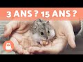 Combien de temps vit un hamster   dcouvrezle 