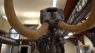 Hidden Gems at Rutgers: The Geology Museum