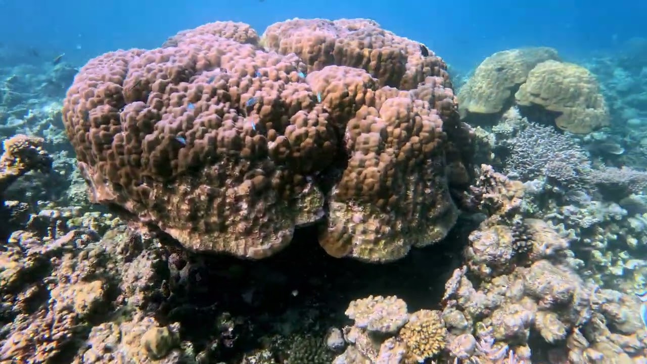 Snorkeling with Turtles near Cora Cora, Maldives