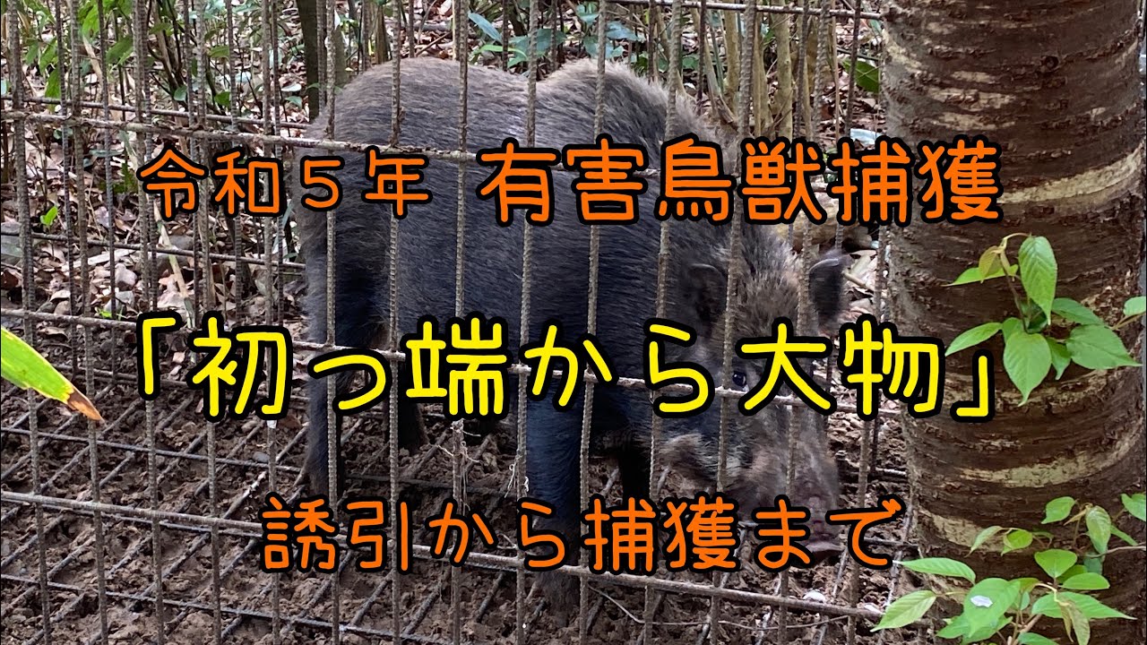 令和5年 有害鳥獣捕獲【おしりのお母さん】イノシシ箱罠　boar trap