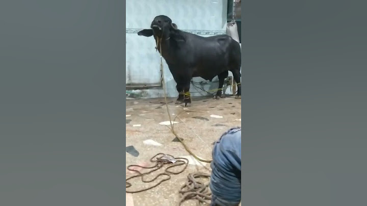katta qurbani