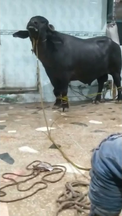 katta qurbani
