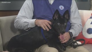 Pet of the Week: Merida