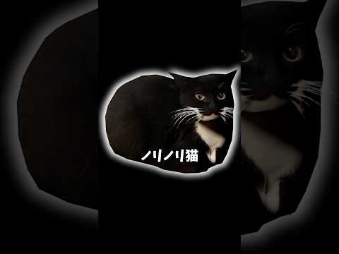 ノリノリ猫 について解説 #猫ミーム #maxwell