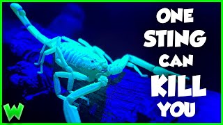 THIS is America's Most Dangerous Arachnid  The Arizona Bark Scorpion