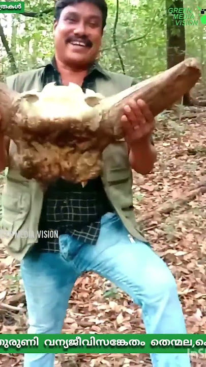 Have you seen the Shendurney forest in Kollam? |Shendurney | Wildlife Sanctuary |Thenmala #shorts